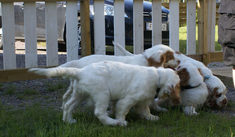 Rocky-litter_15weeks_n