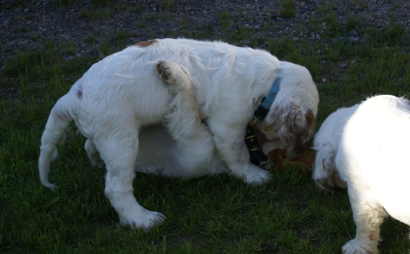 Rocky-litter_15weeks_o