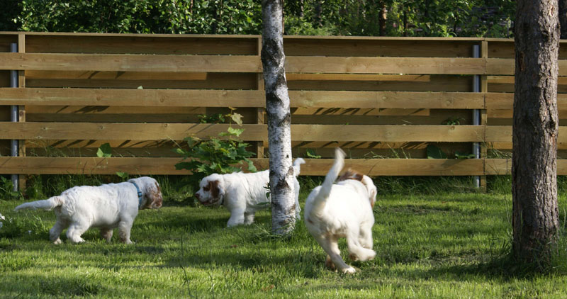 Rocky-litter_15weeks_oo