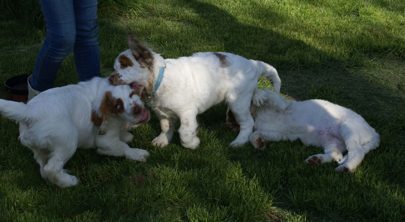 Rocky-litter_15weeks_p