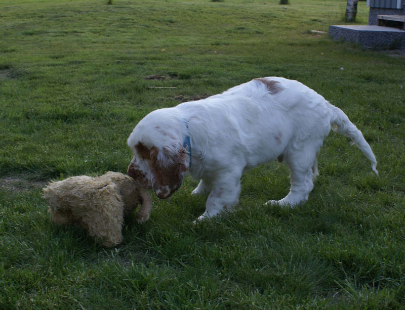 Rocky-litter_15weeks_q