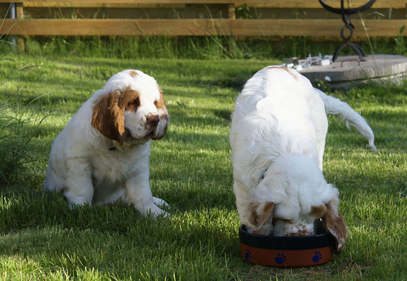 Rocky-litter_15weeks_qq