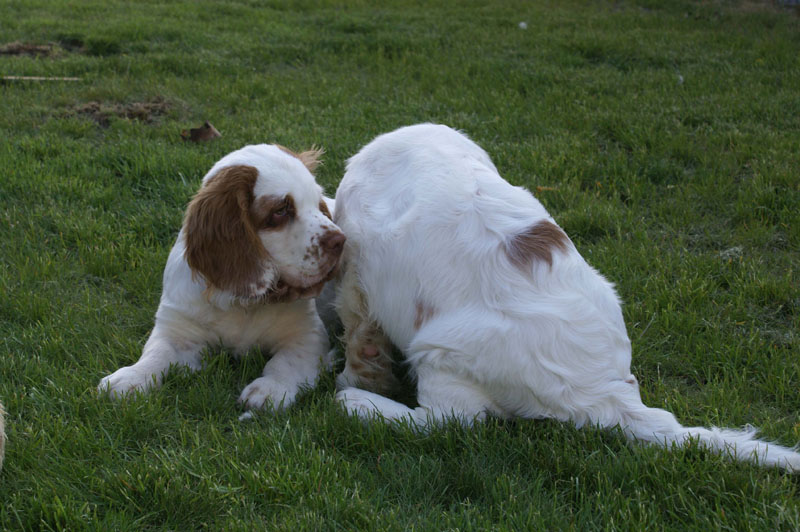 Rocky-litter_15weeks_r