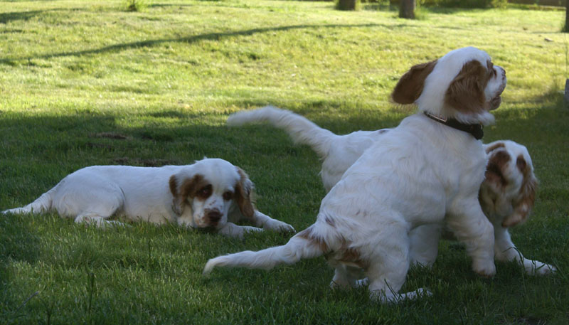 Rocky-litter_15weeks_ss