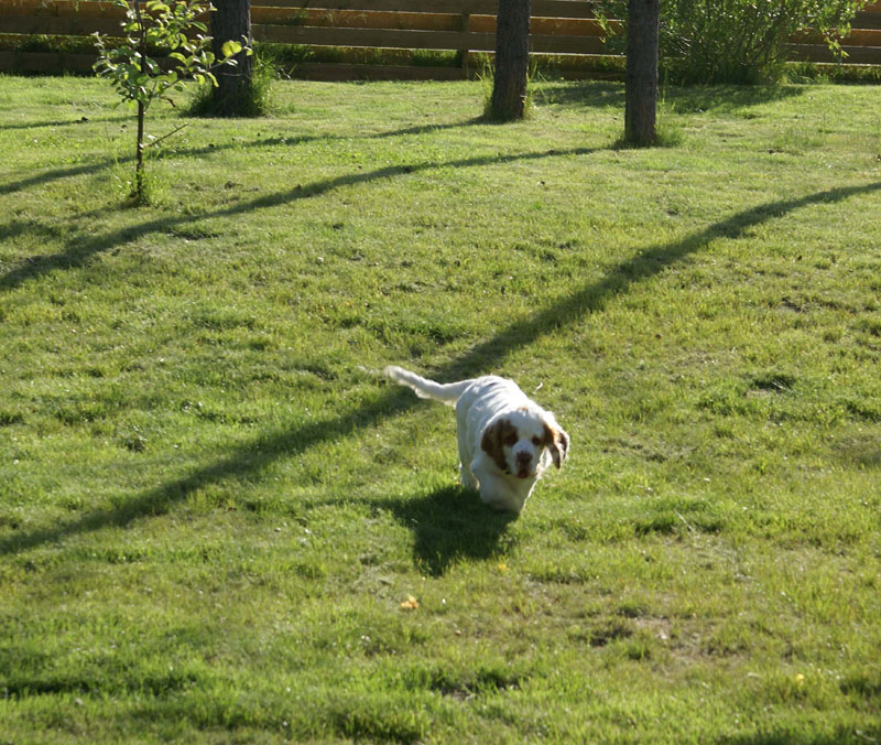 Rocky-litter_15weeks_t