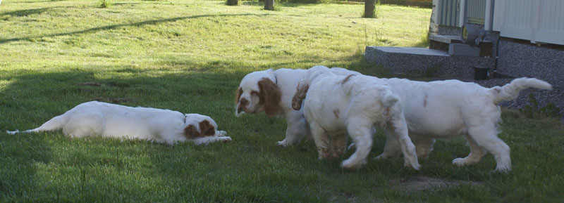 Rocky-litter_15weeks_u