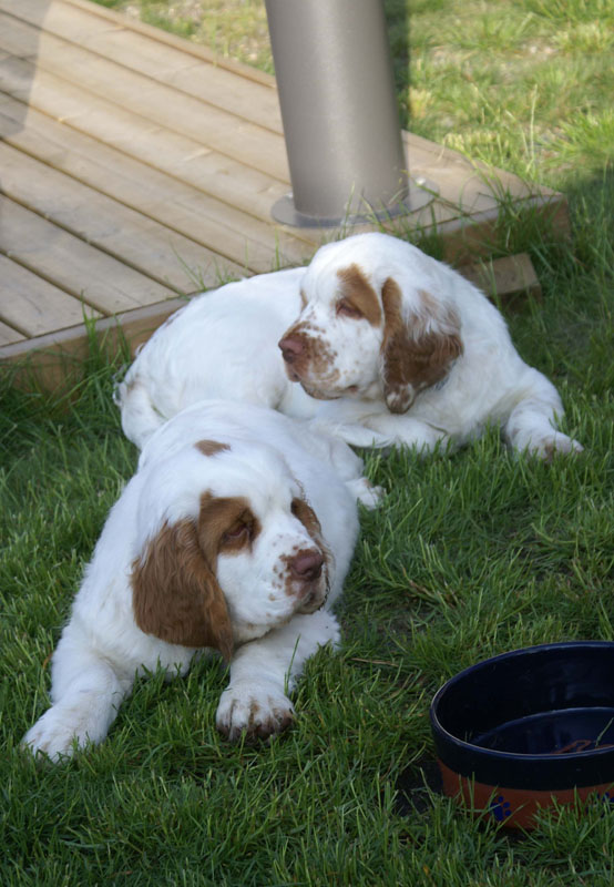 Rocky-litter_15weeks_vv