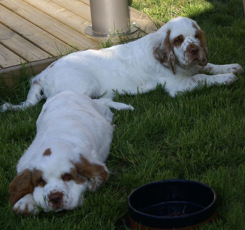 Rocky-litter_15weeks_wv