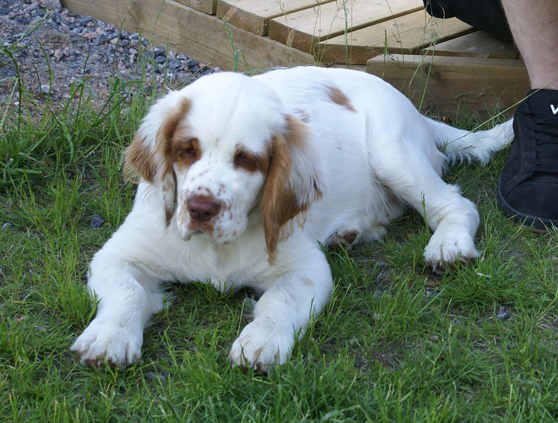 Rocky-litter_15weeks_ww