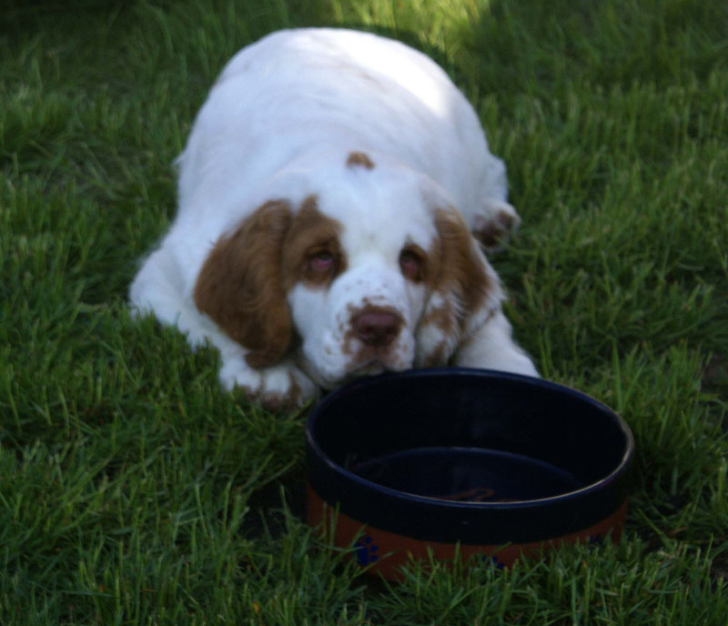 Rocky-litter_15weeks_x