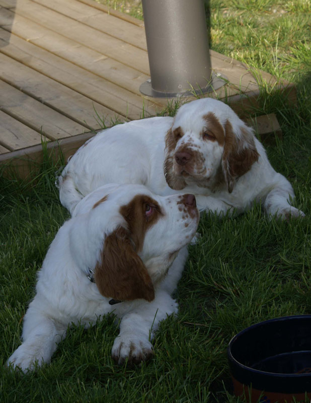 Rocky-litter_15weeks_xxx