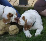 Rocky-litter_15weeks