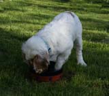 Rocky-litter_15weeks_aa