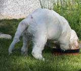 Rocky-litter_15weeks_j