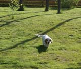 Rocky-litter_15weeks_t