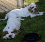 Rocky-litter_15weeks_wv