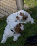 Rocky-litter_15weeks_xx