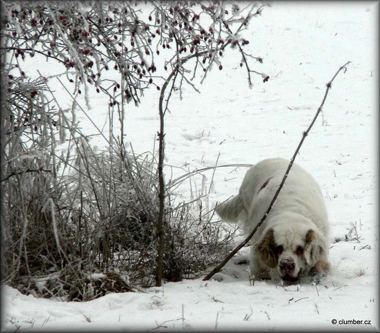 2011_01_30_Little_Ira_Winter_walk_(1)