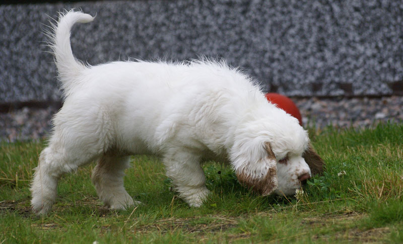 Spice_Twice_Pink_Ballerina_8,5weeks_b