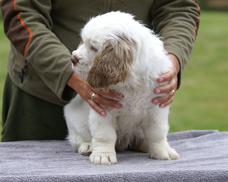 Spice_Twice_Pink_Ballerina_8,5weeks_c