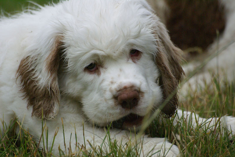 Spice_Twice_Pink_Ballerina_8,5weeks_l