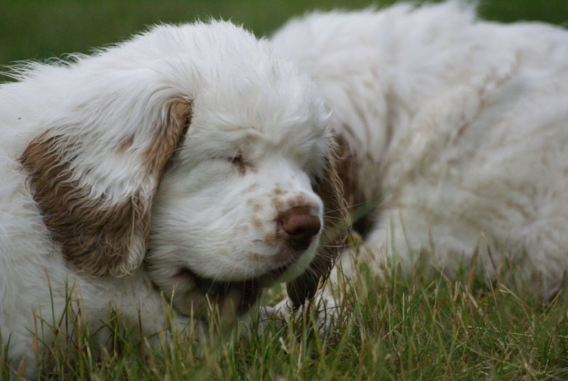 Spice_Twice_Pink_Ballerina_8,5weeks_m