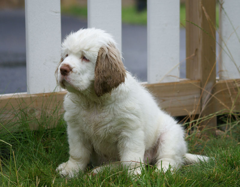 Spice_Twice_Pink_Ballerina_8,5weeks_o