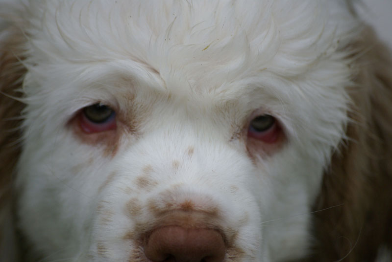 Spice_Twice_Pink_Ballerina_8,5weeks_t