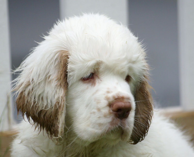 Spice_Twice_Pink_Ballerina_8,5weeks_v