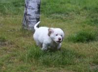 Spice_Twice_Pink_Ballerina_8,5weeks_p