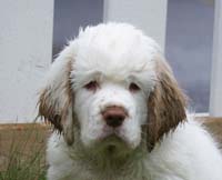 Spice_Twice_Pink_Ballerina_8,5weeks_q