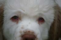 Spice_Twice_Pink_Ballerina_8,5weeks_t