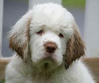 Spice_Twice_Pink_Ballerina_8,5weeks_u