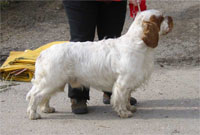 Erinveine Run Up The Colors