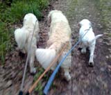 Meidän_K-tiimi_lenkillä...