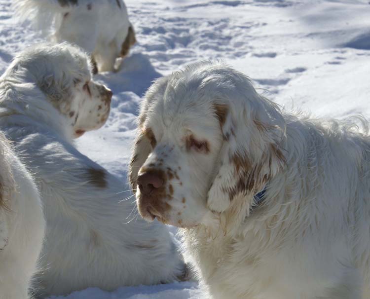 Kojo_5,5months_g_Bumbaa