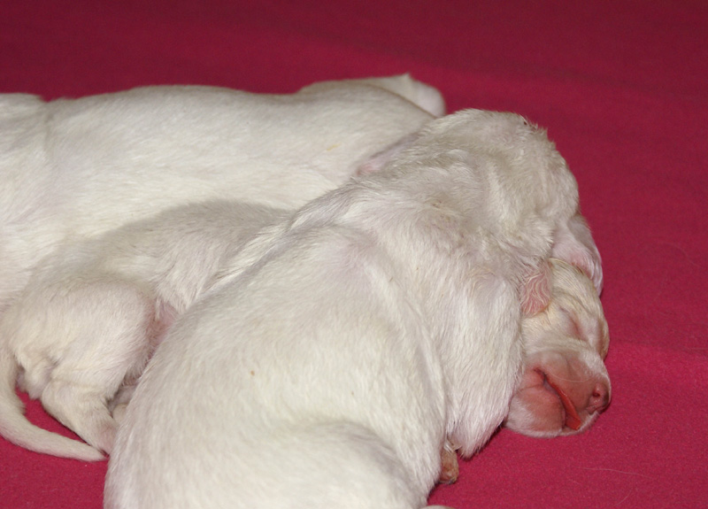 Vieno_Zorro_litter_1week_c