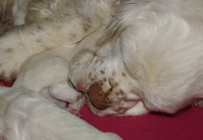 Vieno_Zorro_litter_1week_f