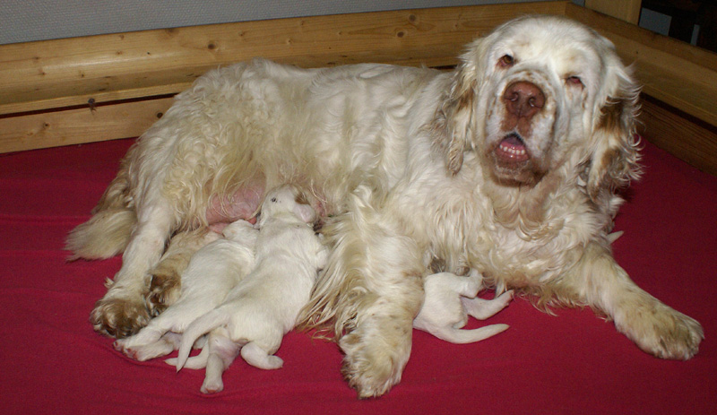 Vieno_Zorro_litter_1week_g