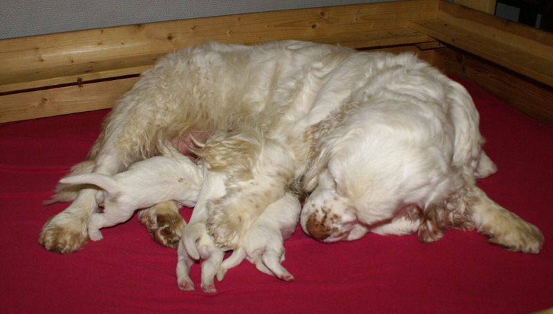 Vieno_Zorro_litter_1week_h