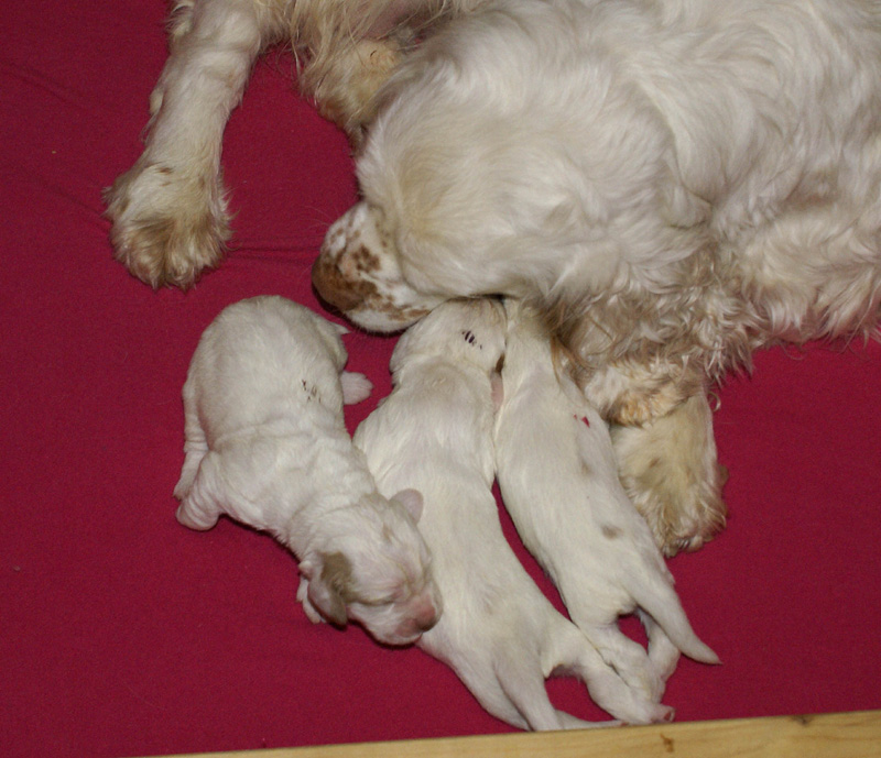 Vieno_Zorro_litter_1week_i