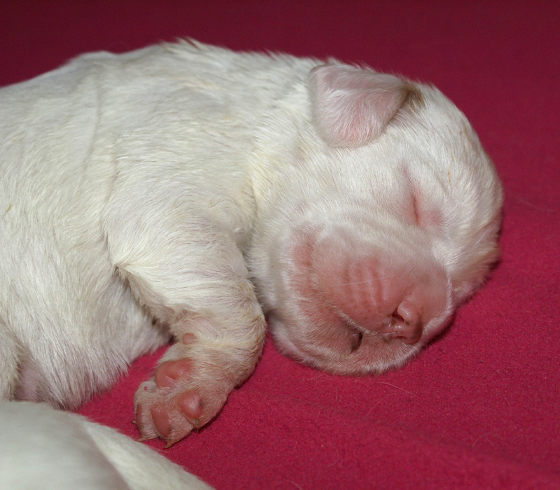 Vieno_Zorro_litter_1week_j