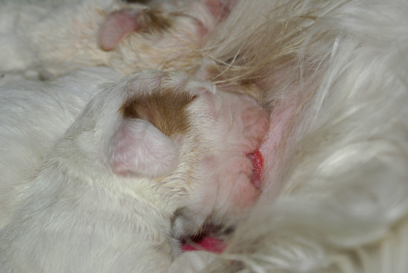 Vieno_Zorro_litter_1week_k