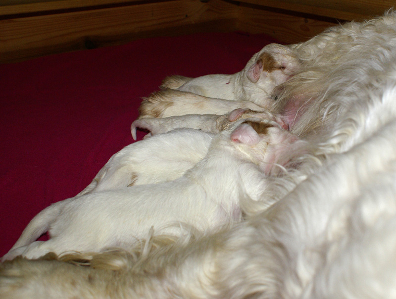 Vieno_Zorro_litter_1week_l