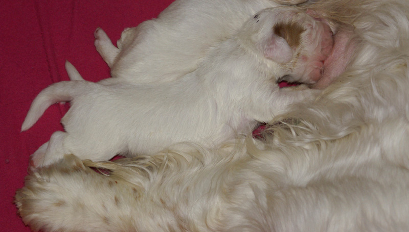 Vieno_Zorro_litter_1week_m