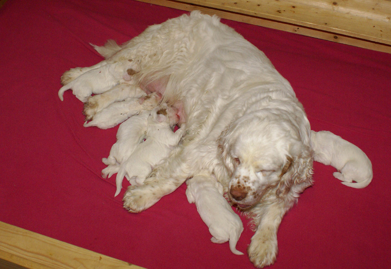 Vieno_Zorro_litter_1week_o