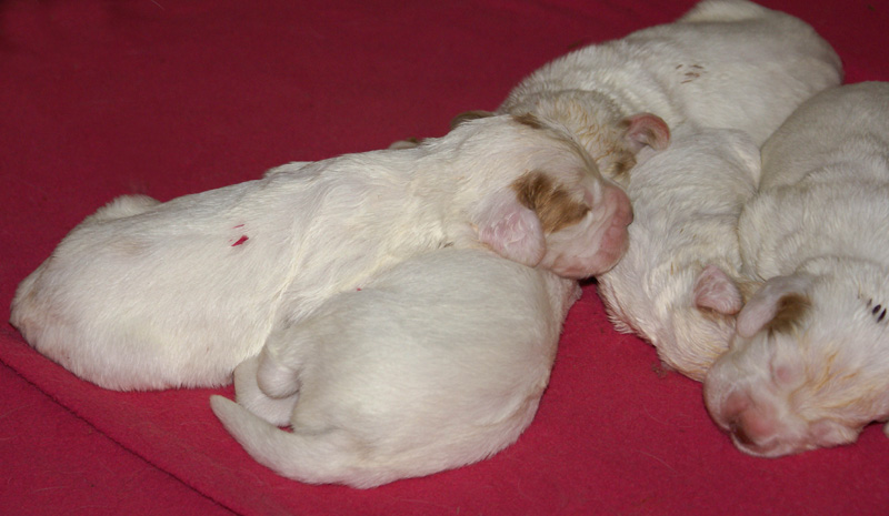 Vieno_Zorro_litter_1week_p