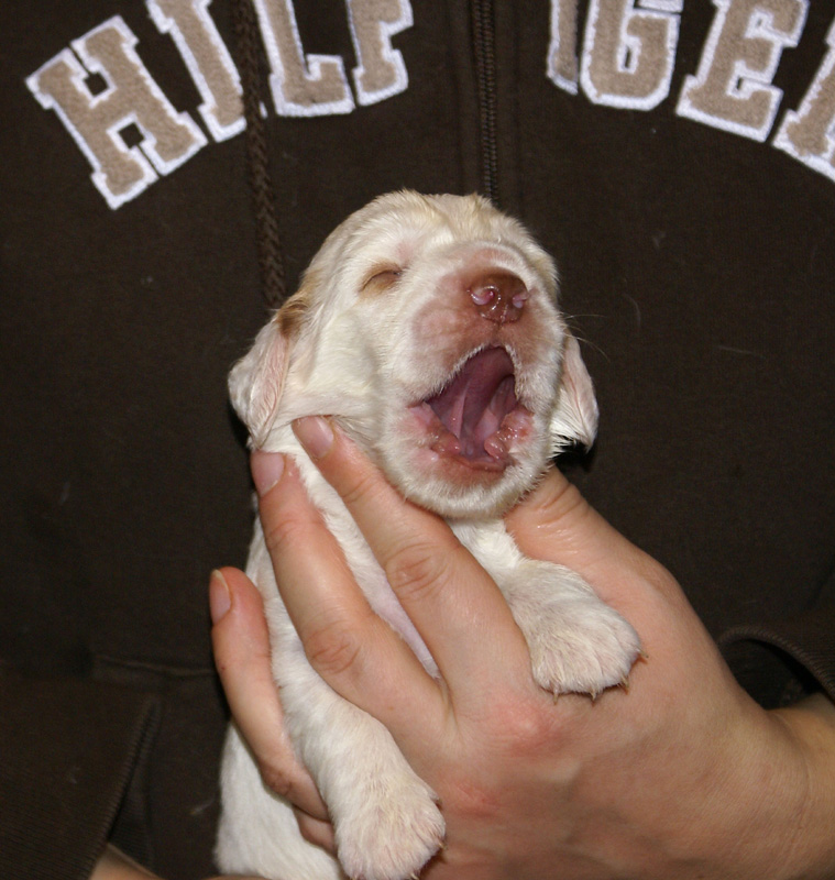 Vieno_Zorro_litter_2weeks_BoyBronze_a