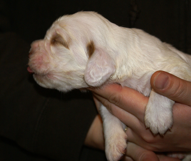 Vieno_Zorro_litter_2weeks_BoyBronze_b