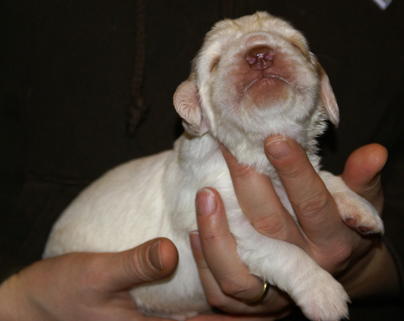 Vieno_Zorro_litter_2weeks_BoyBronze_c